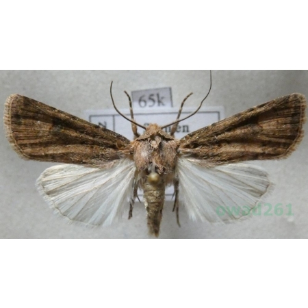 Agrotis trux (Hübner, 1824) Spain65k